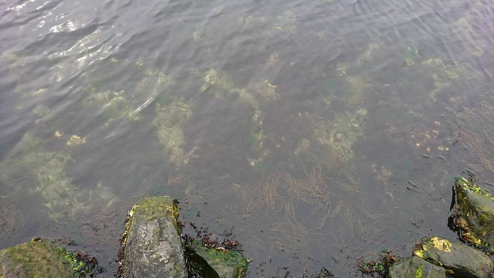 zoetwater2