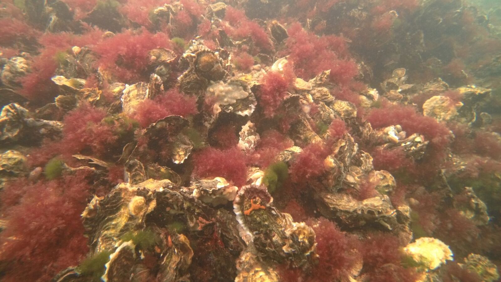 zoutwater